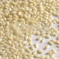 Sesame Seeds Manufacturer Supplier Wholesale Exporter Importer Buyer Trader Retailer in Kutch Gujarat India